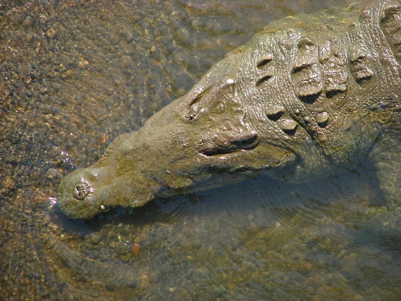 Tarcoles-River-Crocodile-Feeding-Costa-Rica-013