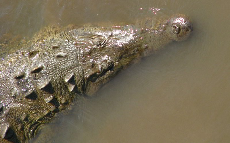 Tarcoles-River-Crocodile-Feeding-Costa-Rica-015