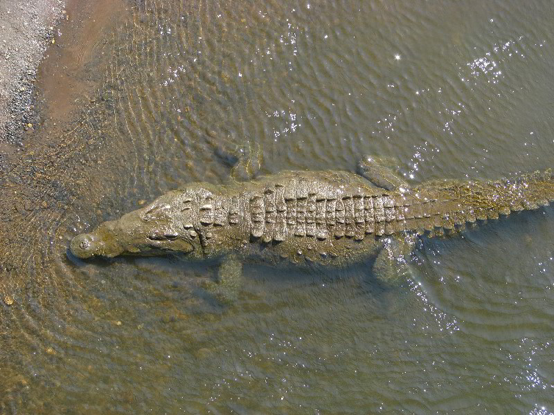 Tarcoles-River-Crocodile-Feeding-Costa-Rica-023