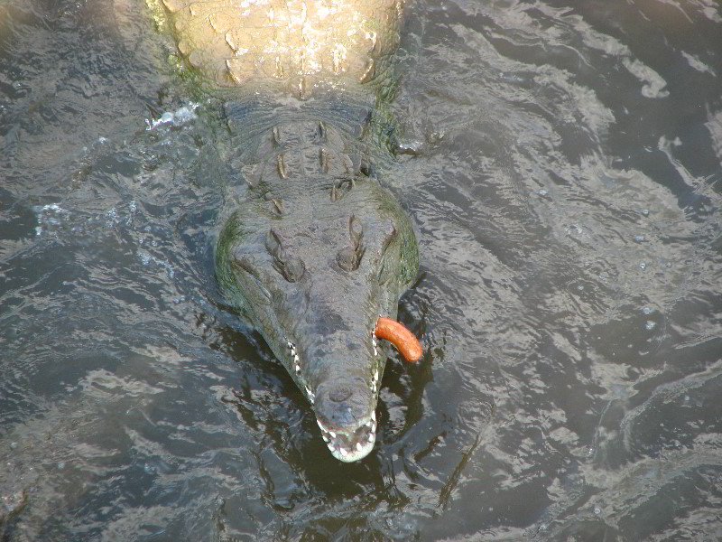 Tarcoles-River-Crocodile-Feeding-Costa-Rica-033