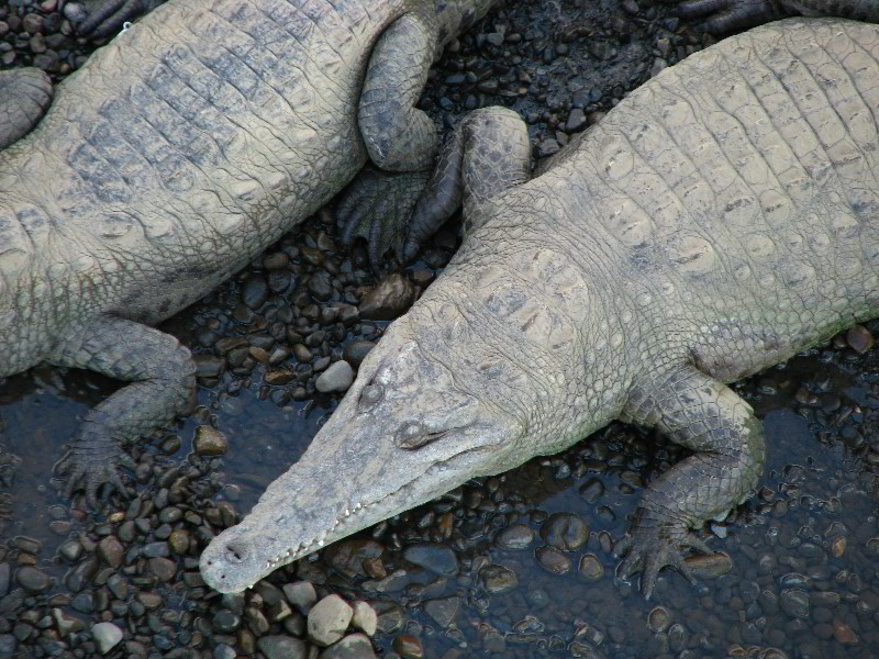 Tarcoles-River-Crocodile-Feeding-Costa-Rica-041