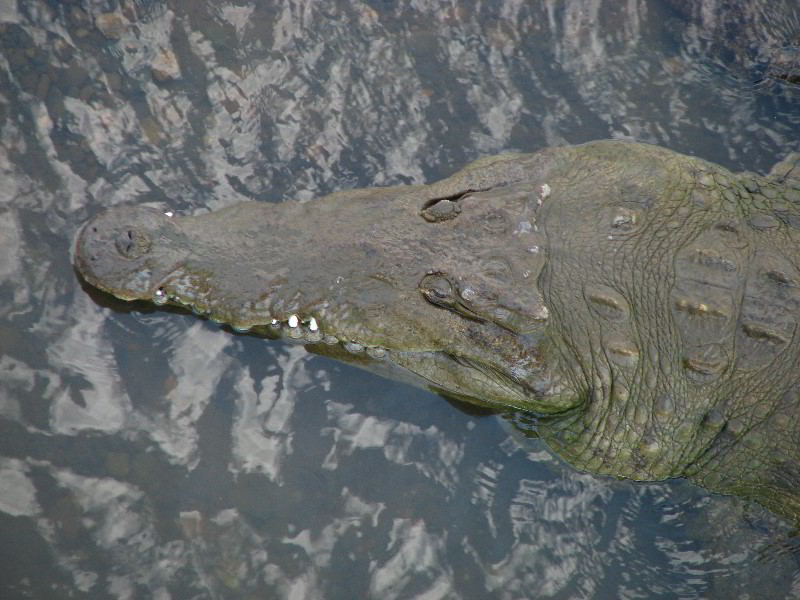 Tarcoles-River-Crocodile-Feeding-Costa-Rica-046