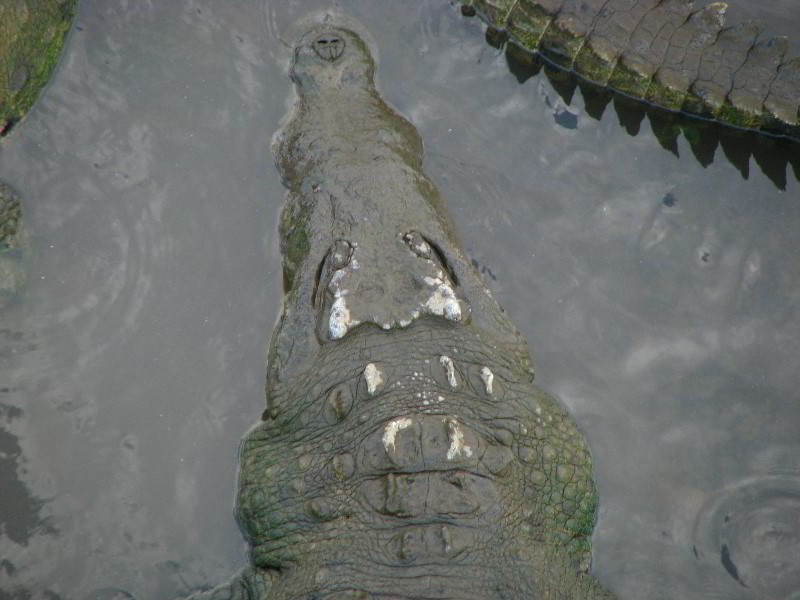 Tarcoles-River-Crocodile-Feeding-Costa-Rica-049