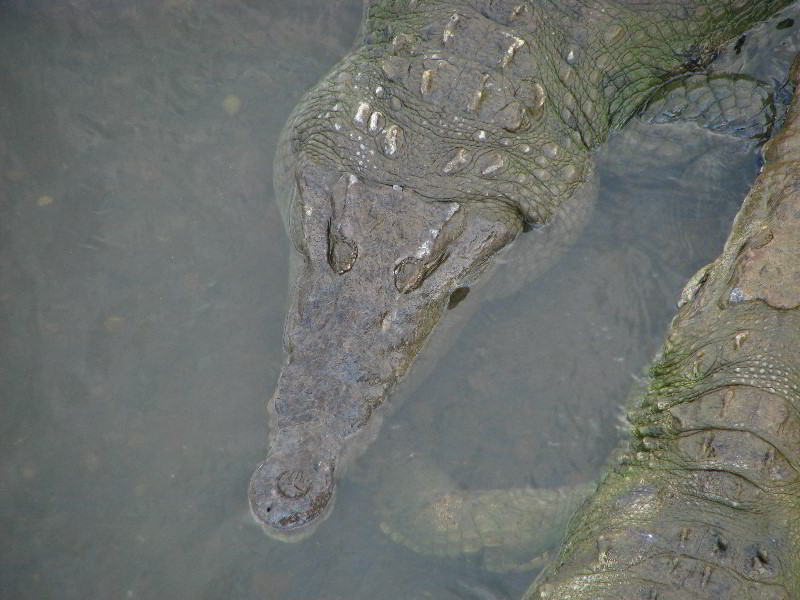 Tarcoles-River-Crocodile-Feeding-Costa-Rica-053