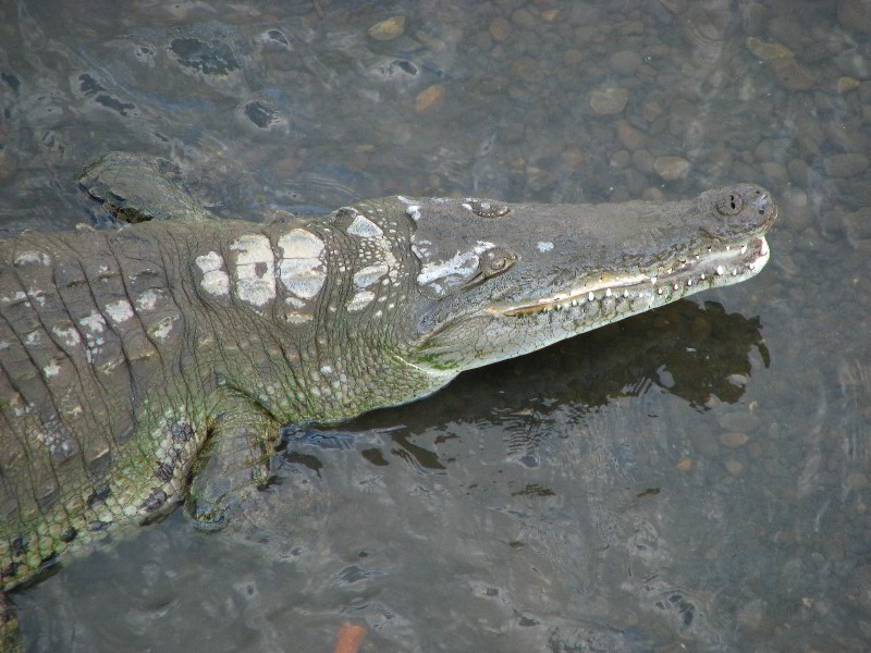 Tarcoles-River-Crocodile-Feeding-Costa-Rica-058