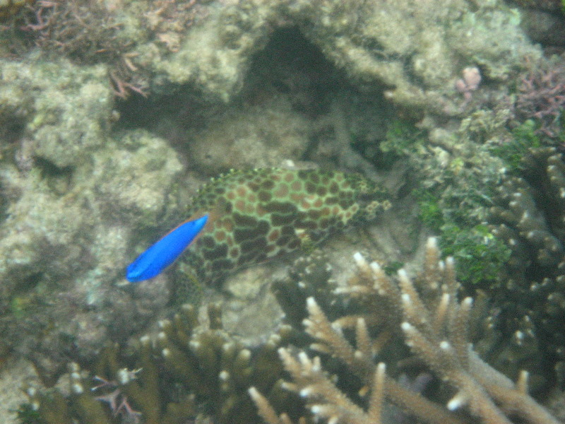 Taveuni-Island-Fiji-Underwater-Snorkeling-Pictures-007