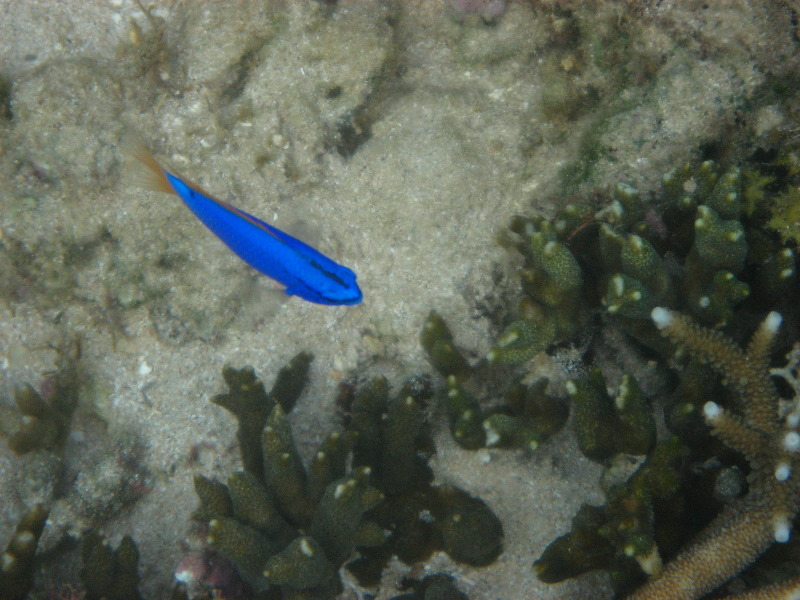 Taveuni-Island-Fiji-Underwater-Snorkeling-Pictures-008