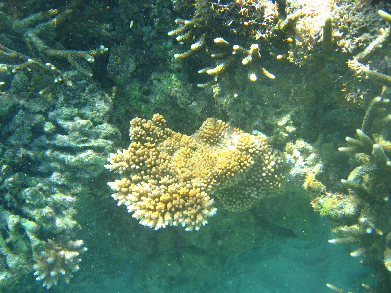 Taveuni-Island-Fiji-Underwater-Snorkeling-Pictures-031