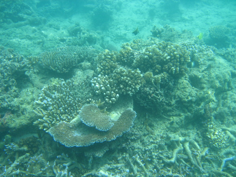 Taveuni-Island-Fiji-Underwater-Snorkeling-Pictures-034