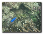 Taveuni-Island-Fiji-Underwater-Snorkeling-Pictures-007