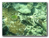 Taveuni-Island-Fiji-Underwater-Snorkeling-Pictures-020