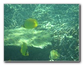 Taveuni-Island-Fiji-Underwater-Snorkeling-Pictures-021