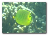 Taveuni-Island-Fiji-Underwater-Snorkeling-Pictures-022