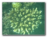 Taveuni-Island-Fiji-Underwater-Snorkeling-Pictures-029