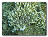 Taveuni-Island-Fiji-Underwater-Snorkeling-Pictures-037