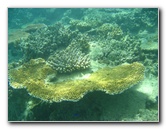 Taveuni-Island-Fiji-Underwater-Snorkeling-Pictures-052