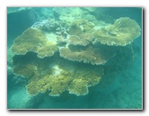 Taveuni-Island-Fiji-Underwater-Snorkeling-Pictures-054