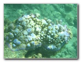 Taveuni-Island-Fiji-Underwater-Snorkeling-Pictures-068