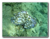 Taveuni-Island-Fiji-Underwater-Snorkeling-Pictures-069