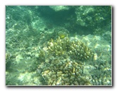 Taveuni-Island-Fiji-Underwater-Snorkeling-Pictures-078