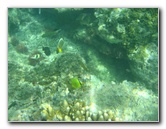 Taveuni-Island-Fiji-Underwater-Snorkeling-Pictures-079