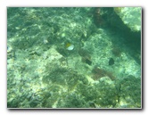 Taveuni-Island-Fiji-Underwater-Snorkeling-Pictures-081