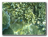 Taveuni-Island-Fiji-Underwater-Snorkeling-Pictures-082