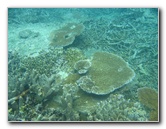 Taveuni-Island-Fiji-Underwater-Snorkeling-Pictures-089