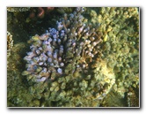 Taveuni-Island-Fiji-Underwater-Snorkeling-Pictures-195