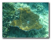 Taveuni-Island-Fiji-Underwater-Snorkeling-Pictures-203