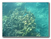 Taveuni-Island-Fiji-Underwater-Snorkeling-Pictures-209