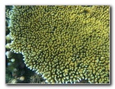 Taveuni-Island-Fiji-Underwater-Snorkeling-Pictures-219