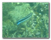 Taveuni-Island-Fiji-Underwater-Snorkeling-Pictures-221