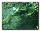 Taveuni-Island-Fiji-Underwater-Snorkeling-Pictures-223