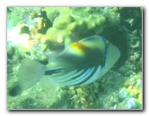 Taveuni-Island-Fiji-Underwater-Snorkeling-Pictures-224