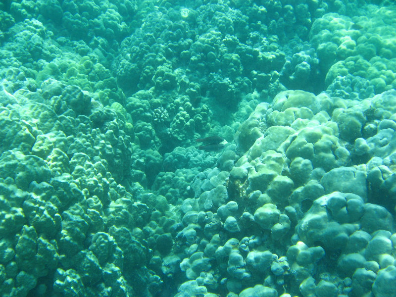 Two-Step-Snorkeling-Honaunau-Bay-South-Kona-Big-Island-023