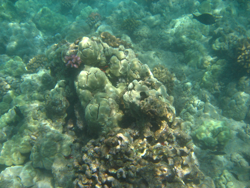 Waialea-Bay-Beach-69-Snorkeling-Kamuela-Big-Island-Hawaii-019
