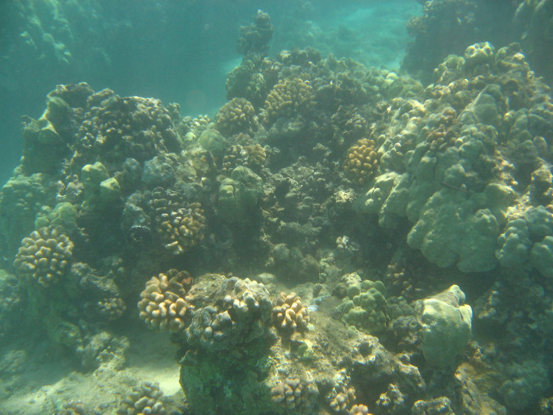 Waialea-Bay-Beach-69-Snorkeling-Kamuela-Big-Island-Hawaii-029