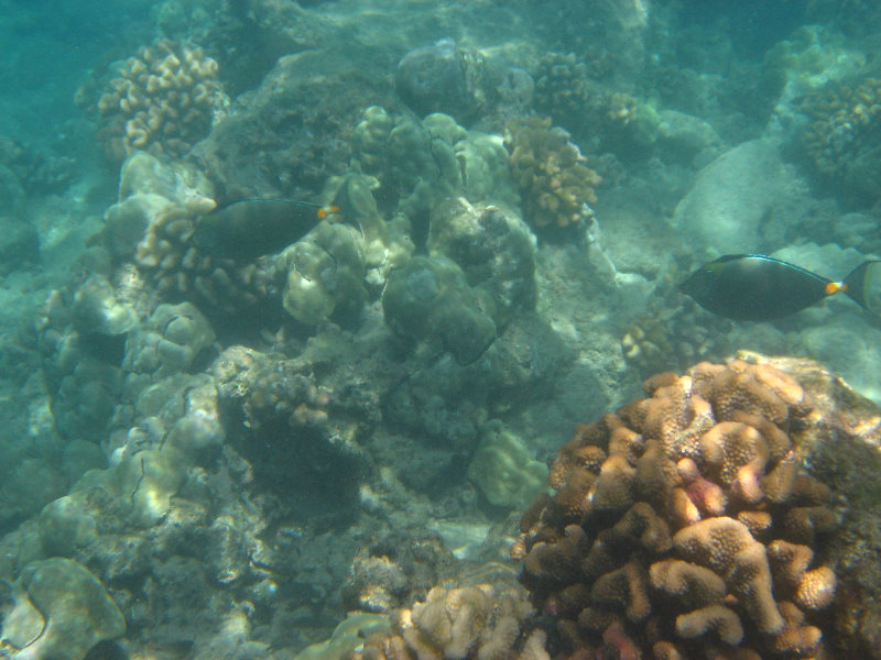 Waialea-Bay-Beach-69-Snorkeling-Kamuela-Big-Island-Hawaii-039