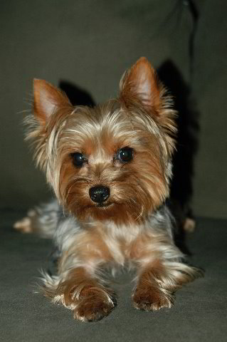 Yorkshire-Terrier-Pictures-14