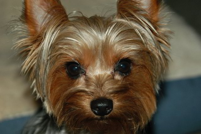 Yorkshire-Terrier-Pictures-16