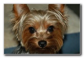Yorkshire-Terrier-Pictures-16