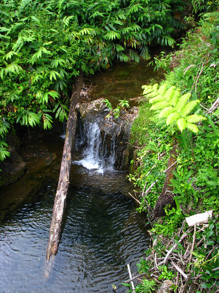 Akaka-Falls-State-Park-Honomu-Big-Island-Hawaii-023