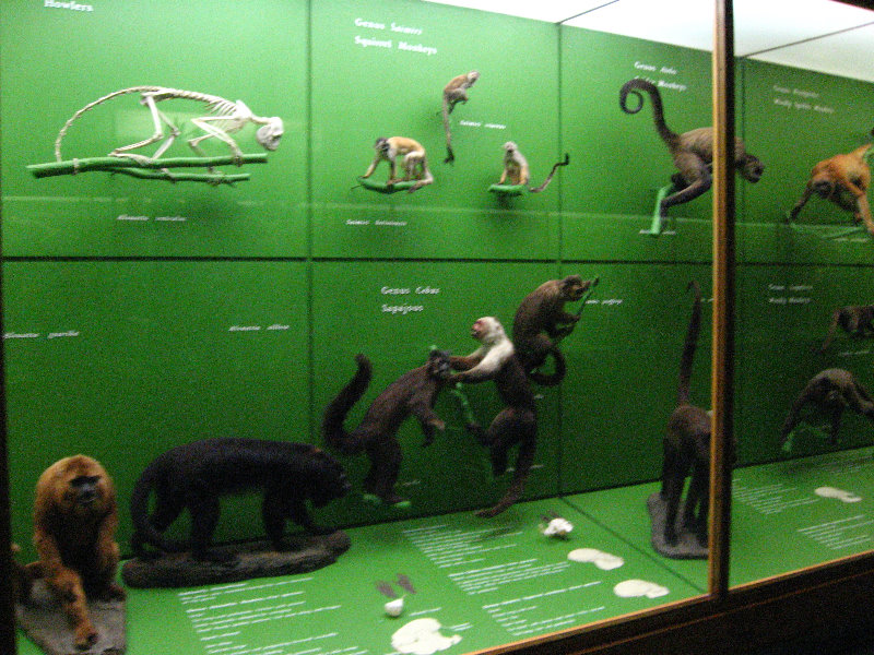 American-Museum-of-Natural-History-Manhattan-NYC-058