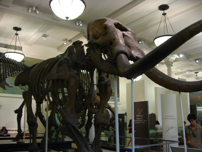 American-Museum-of-Natural-History-Manhattan-NYC-060