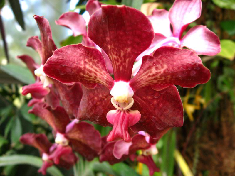American-Orchid-Society-Delray-Beach-FL-017