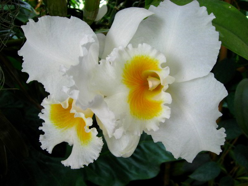 American-Orchid-Society-Delray-Beach-FL-023