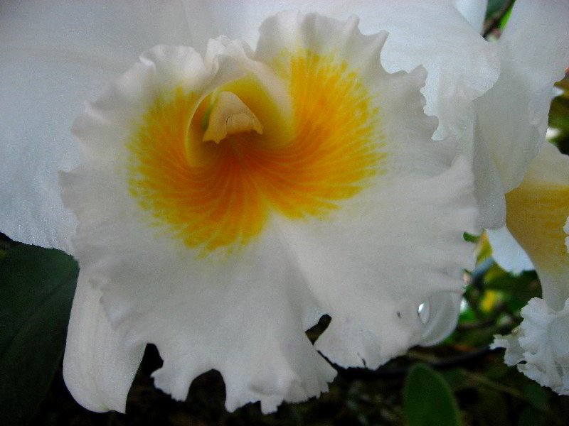 American-Orchid-Society-Delray-Beach-FL-024