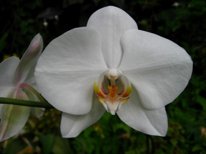 American-Orchid-Society-Delray-Beach-FL-040