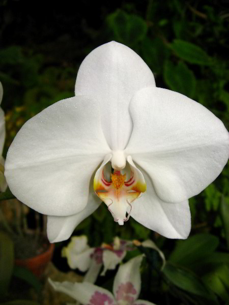 American-Orchid-Society-Delray-Beach-FL-043